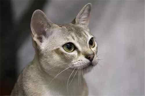 世界上最小的猫是什么