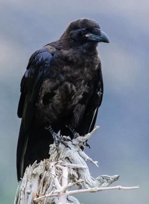 十大最恐怖的鸟已灭绝