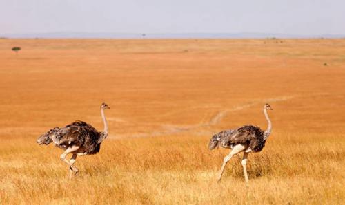 十大最恐怖的鸟已灭绝