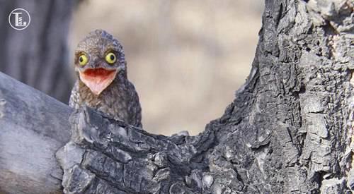 十大最恐怖的鸟已灭绝
