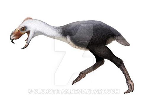 十大最恐怖的鸟已灭绝