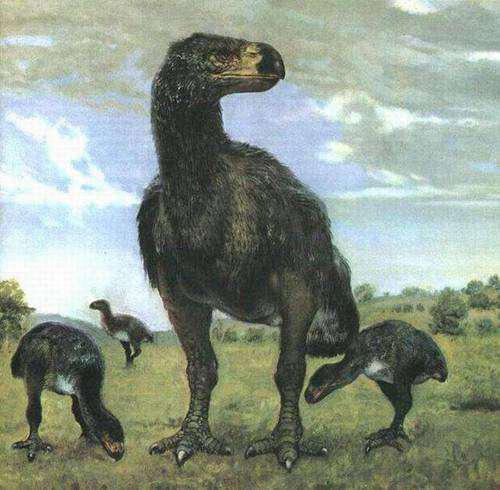 十大最恐怖的鸟已灭绝