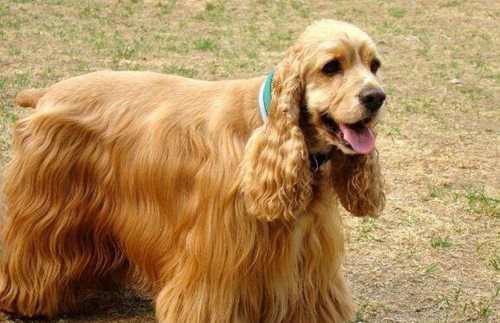 世界十大最好的狩猎犬