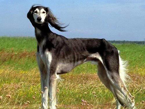 世界十大最好的狩猎犬