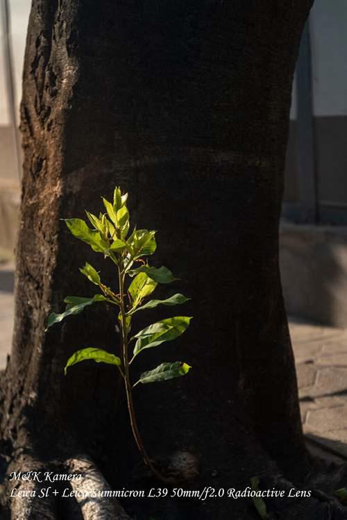 徕卡镜头传奇之一50mmf20RadioactiveLens