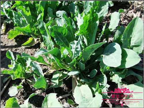 奥斯曼草是一种什么植物