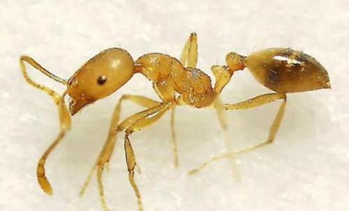 世界十大毒蚂蚁
