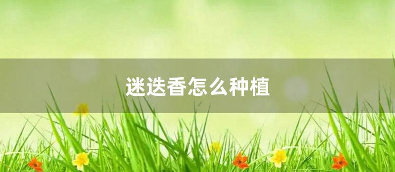 迷迭香怎么种植 (迷迭香种植技术)