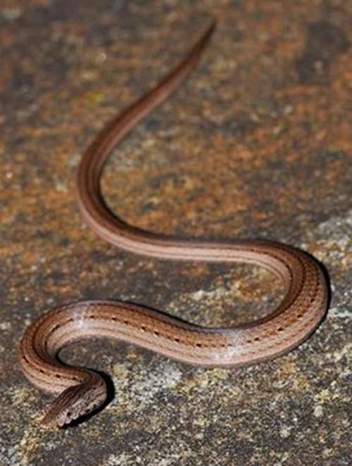 轻科普你见过没有腿的蜥蜴吗