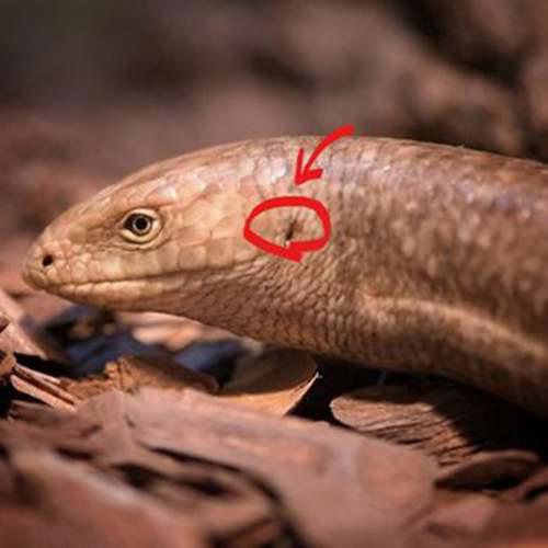 轻科普你见过没有腿的蜥蜴吗