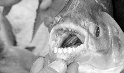 世界上10大长得最诡异的鱼