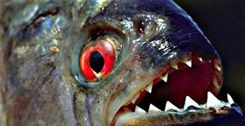 世界上10大长得最诡异的鱼