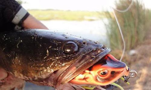 世界上10大长得最诡异的鱼