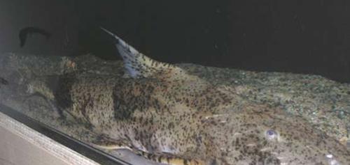 世界上10大长得最诡异的鱼