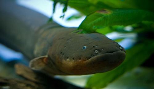 世界上10大长得最诡异的鱼