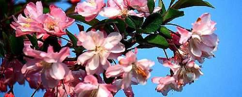 海棠种植方法和注意事项 海棠花的种植