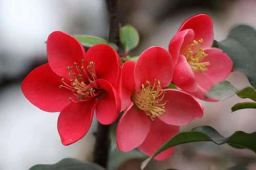 海棠种植方法和注意事项 海棠花的种植