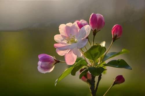 海棠种植方法和注意事项 海棠花的种植