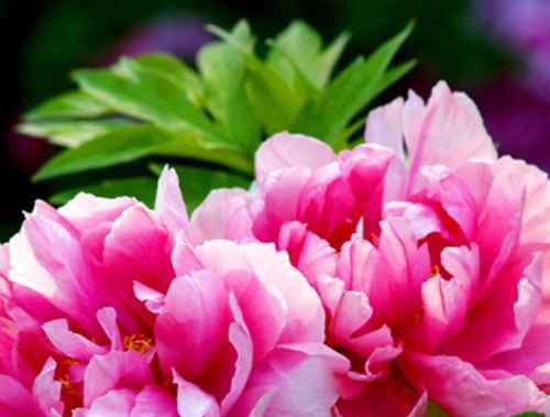 结婚证上的花是什么花?