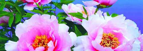 结婚证上的花是什么花?