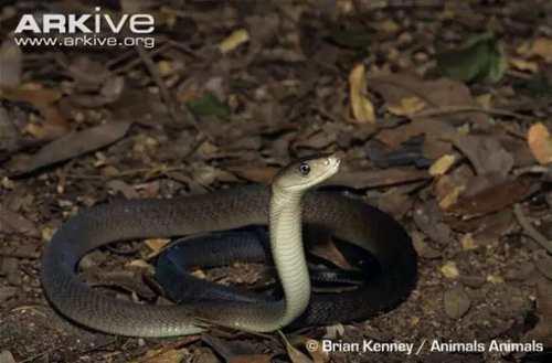 带你问候死神的全家 最危险的蛇 曼巴四兄弟全解