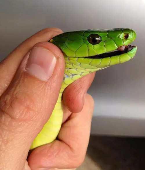 带你问候死神的全家 最危险的蛇 曼巴四兄弟全解