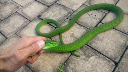 带你问候死神的全家 最危险的蛇 曼巴四兄弟全解