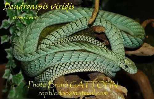 带你问候死神的全家 最危险的蛇 曼巴四兄弟全解