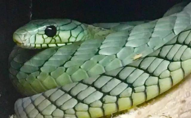 带你问候死神的全家 最危险的蛇 曼巴四兄弟全解