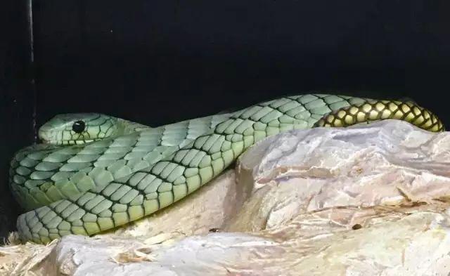 带你问候死神的全家 最危险的蛇 曼巴四兄弟全解