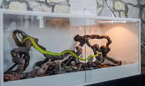 带你问候死神的全家 最危险的蛇 曼巴四兄弟全解