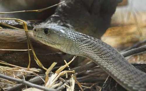带你问候死神的全家 最危险的蛇 曼巴四兄弟全解