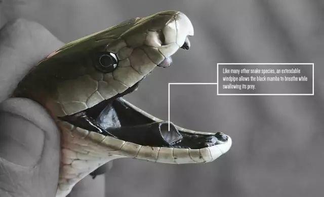 带你问候死神的全家 最危险的蛇 曼巴四兄弟全解