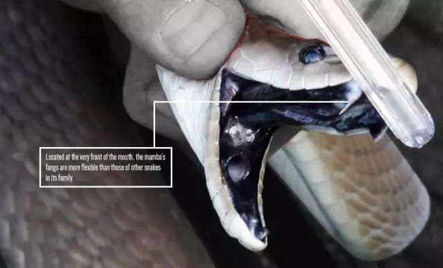 带你问候死神的全家 最危险的蛇 曼巴四兄弟全解