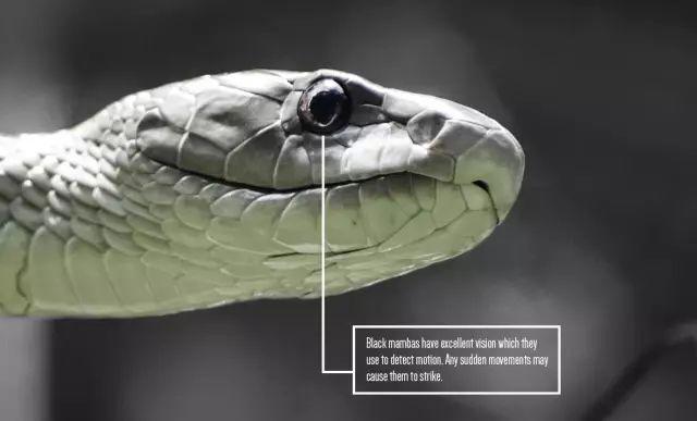 带你问候死神的全家 最危险的蛇 曼巴四兄弟全解