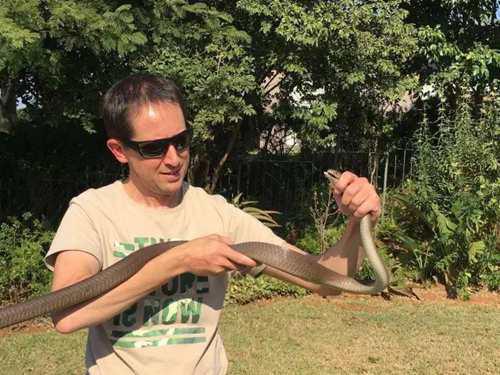 带你问候死神的全家 最危险的蛇 曼巴四兄弟全解