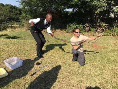 带你问候死神的全家 最危险的蛇 曼巴四兄弟全解