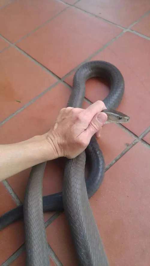 带你问候死神的全家 最危险的蛇 曼巴四兄弟全解