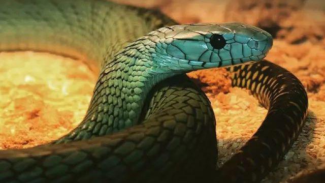 带你问候死神的全家 最危险的蛇 曼巴四兄弟全解