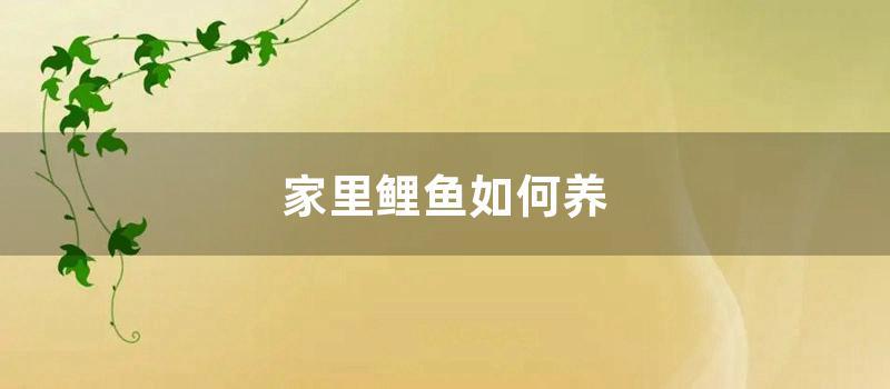 家里鲤鱼如何养 (家里养的鲤鱼为什么老是死死)