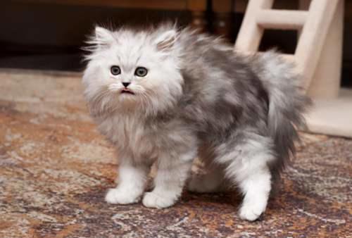 猫咪对主人做这些行为 是在 求救 不要再误会了