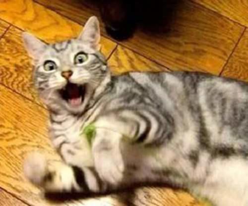 猫咪对主人做这些行为 是在 求救 不要再误会了