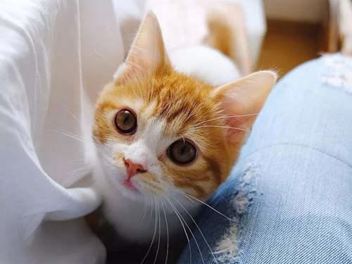 猫咪对主人做这些行为 是在 求救 不要再误会了