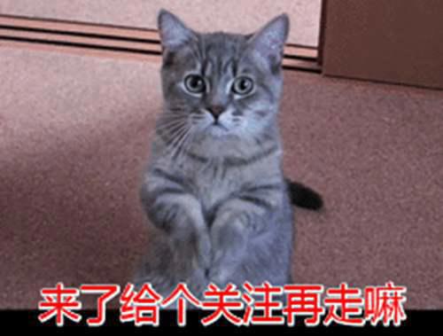 猫咪对主人做这些行为 是在 求救 不要再误会了
