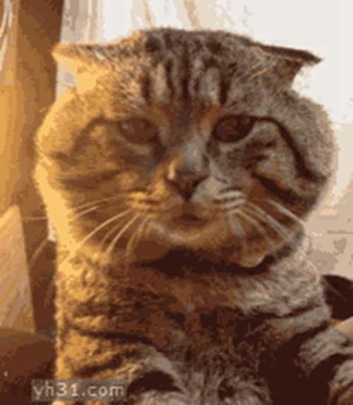 如何判断真假机油 壳牌 红喜力