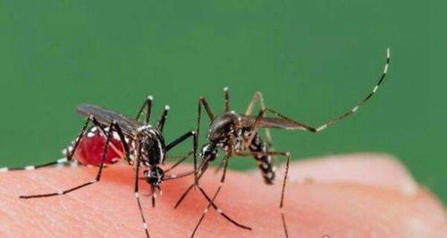 世界上杀人最多的动物前十名