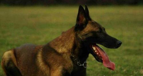 世界上杀人最多的动物前十名