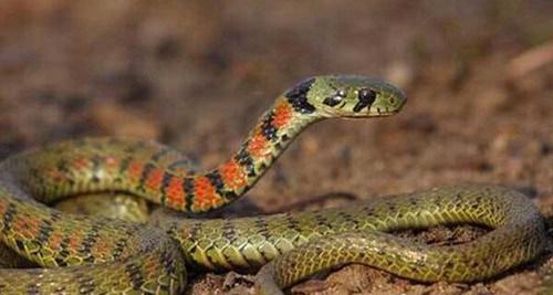 世界上杀人最多的动物前十名