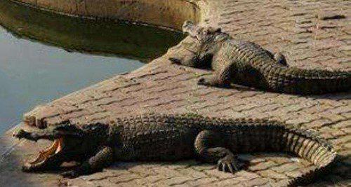 世界上杀人最多的动物前十名