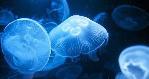 世界上杀人最多的动物前十名